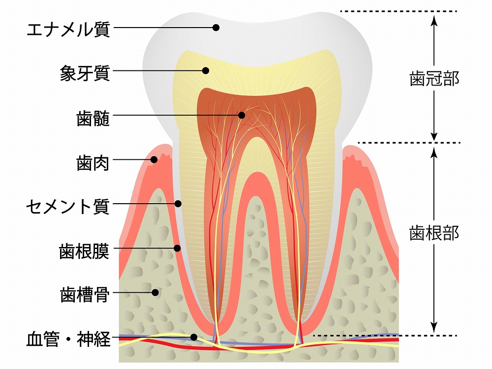 歯が動く過程